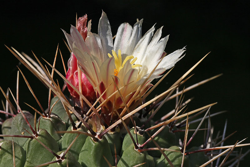 Thelocactus rinconensis subsp. phymatothele